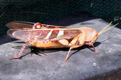 Ornithacris pictula