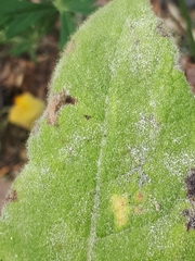 Golovinomyces verbasci