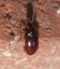 Elaphropus