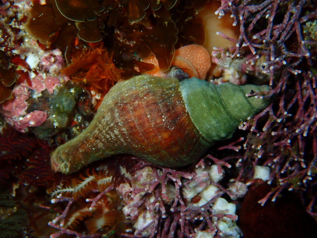 Lugubrilaria