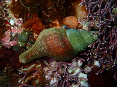 Lugubrilaria lugubris