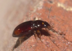 Elaphropus