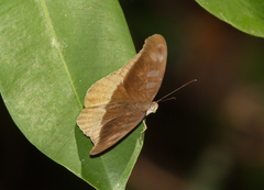 Tanaecia cocytus