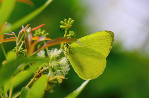 Dixeia spilleri (Spiller, 1884)