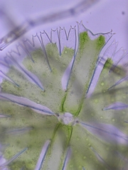 Micrasterias compereana