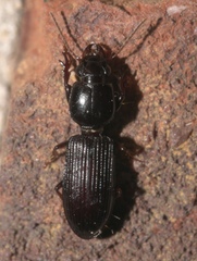 Clivina dentipes
