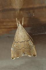 Ptychopseustis plumbeolinealis