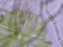 Micrasterias compereana