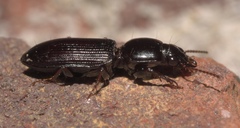 Clivina dentipes
