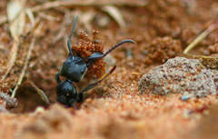 Paltothyreus tarsatus