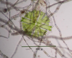 Micrasterias compereana