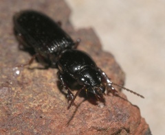 Clivina dentipes