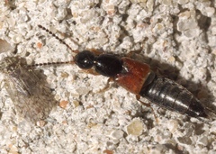 Philonthus rufulus