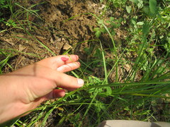 Tephrosia spicata