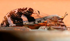 Lachlathetes moestus