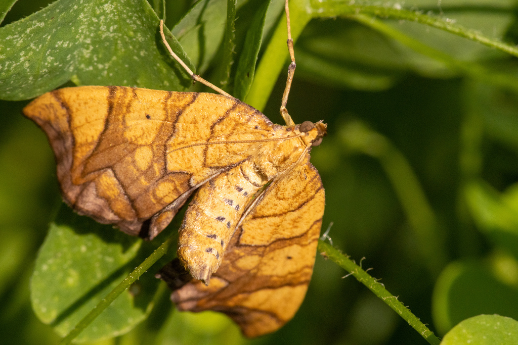Greater Grapevine Looper Moth from Northumberland County, PA, USA on ...