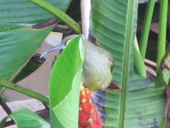 Arachnothera flavigaster