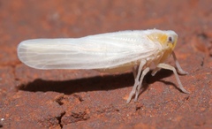 Neocenchrea heidemanni