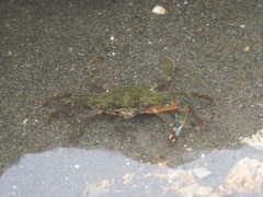 Charybdis orientalis