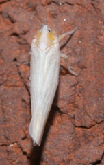 Neocenchrea heidemanni