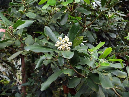 Pittosporum coriaceum Dryand. ex Aiton