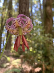 Lilium kelloggii