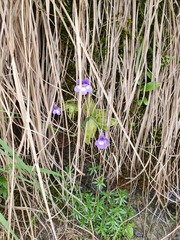 Pinguicula leptoceras