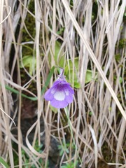 Pinguicula leptoceras