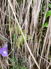 Pinguicula leptoceras