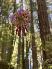 Lilium kelloggii