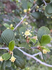 Cercocarpus betuloides betuloides