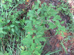 Desmodium marilandicum