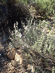 Eriocephalus capitellatus