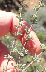 Eriocephalus capitellatus