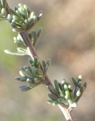 Eriocephalus capitellatus