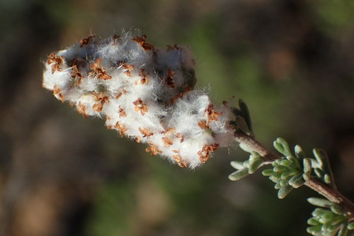 Image of Eriocephalus capitellatus by (c) Nicola van Berkel, some rights reserved (CC BY-SA)