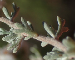 Eriocephalus capitellatus