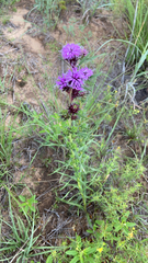 Liatris squarrosa
