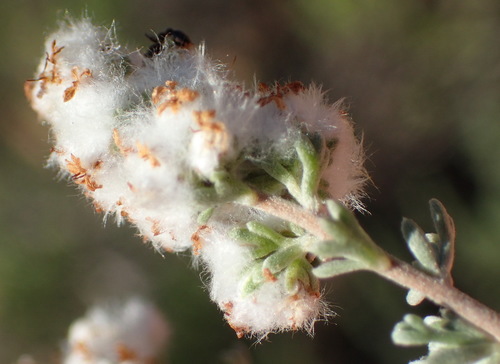 Image of Eriocephalus capitellatus by (c) Nicola van Berkel, some rights reserved (CC BY-SA)
