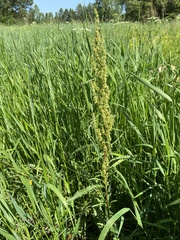 Rumex pseudonatronatus