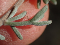 Eriocephalus capitellatus