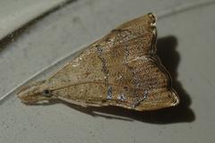 Ptychopseustis plumbeolinealis