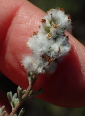 Eriocephalus capitellatus