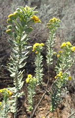 Euryops lateriflorus