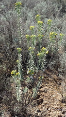 Euryops lateriflorus
