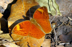 Bebearia orientis malawiensis