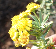 Euryops lateriflorus