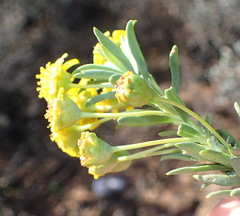 Euryops lateriflorus