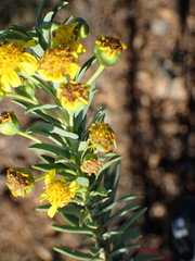 Euryops lateriflorus