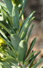 Euryops lateriflorus